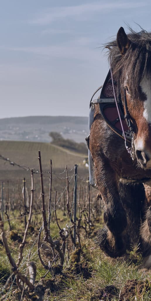 cheval de trait qui laboure les vignes