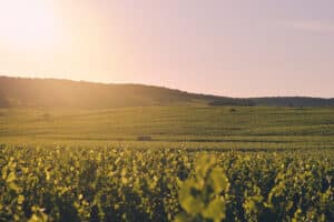 vignoble champenois au petit matin - Epernay Tourisme