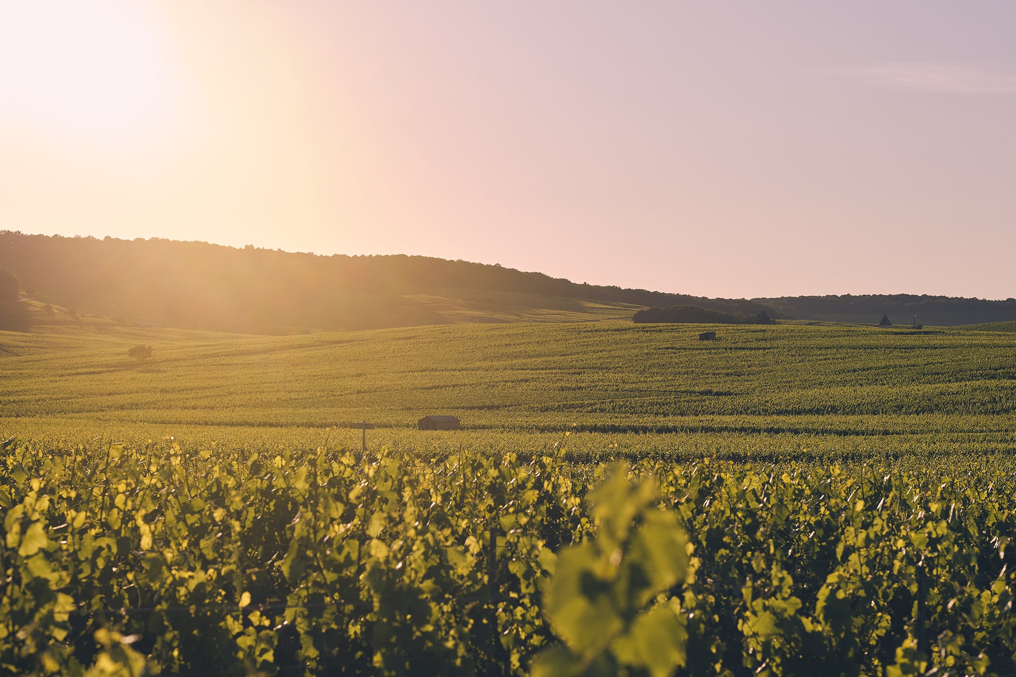 paysage champenois, océan de vignes