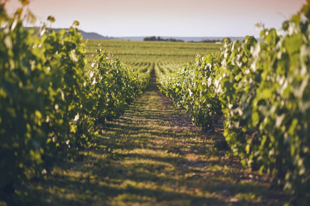 vignoble champenois en été