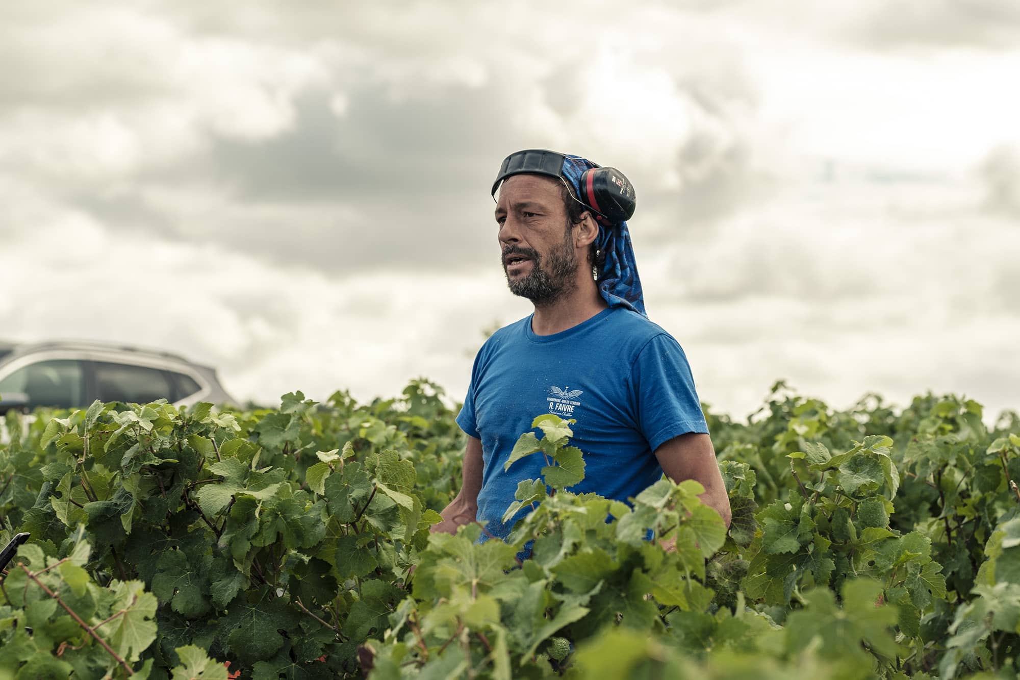 vendangeur en Champagne