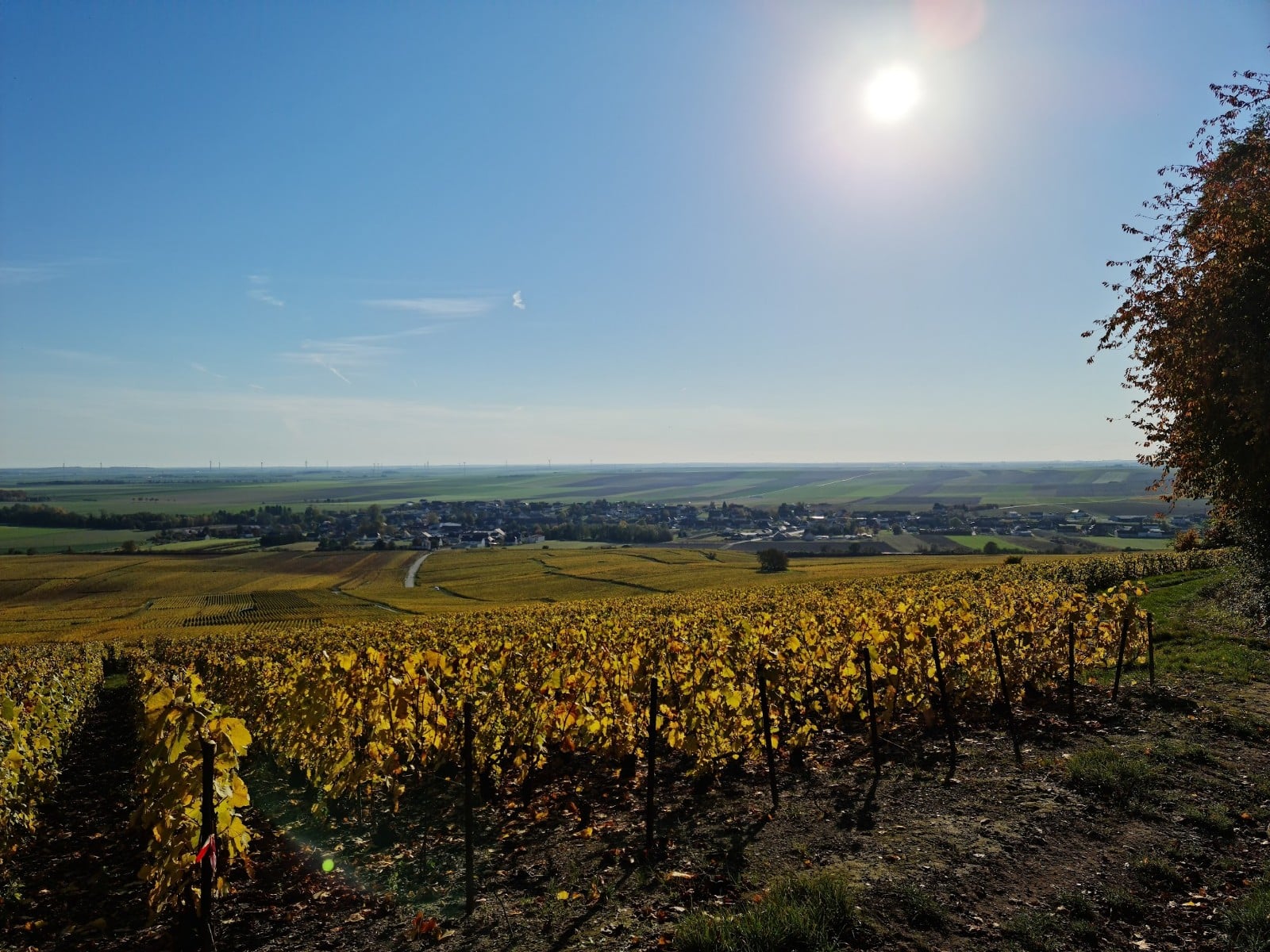 Vue sur le village d'Avize - Epernay tourisme