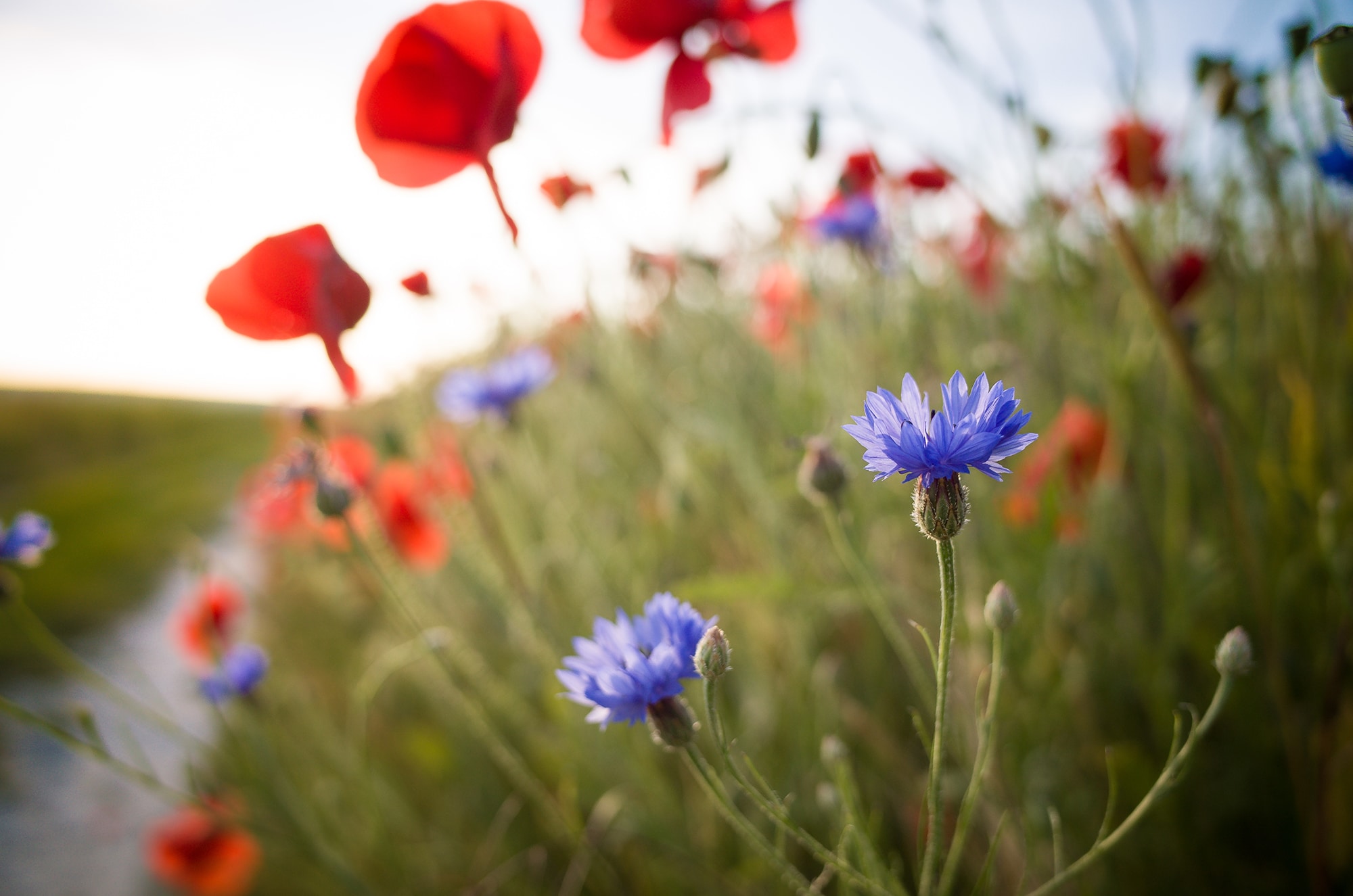 Plaine champenoise - crédit Alexandre Couvreux