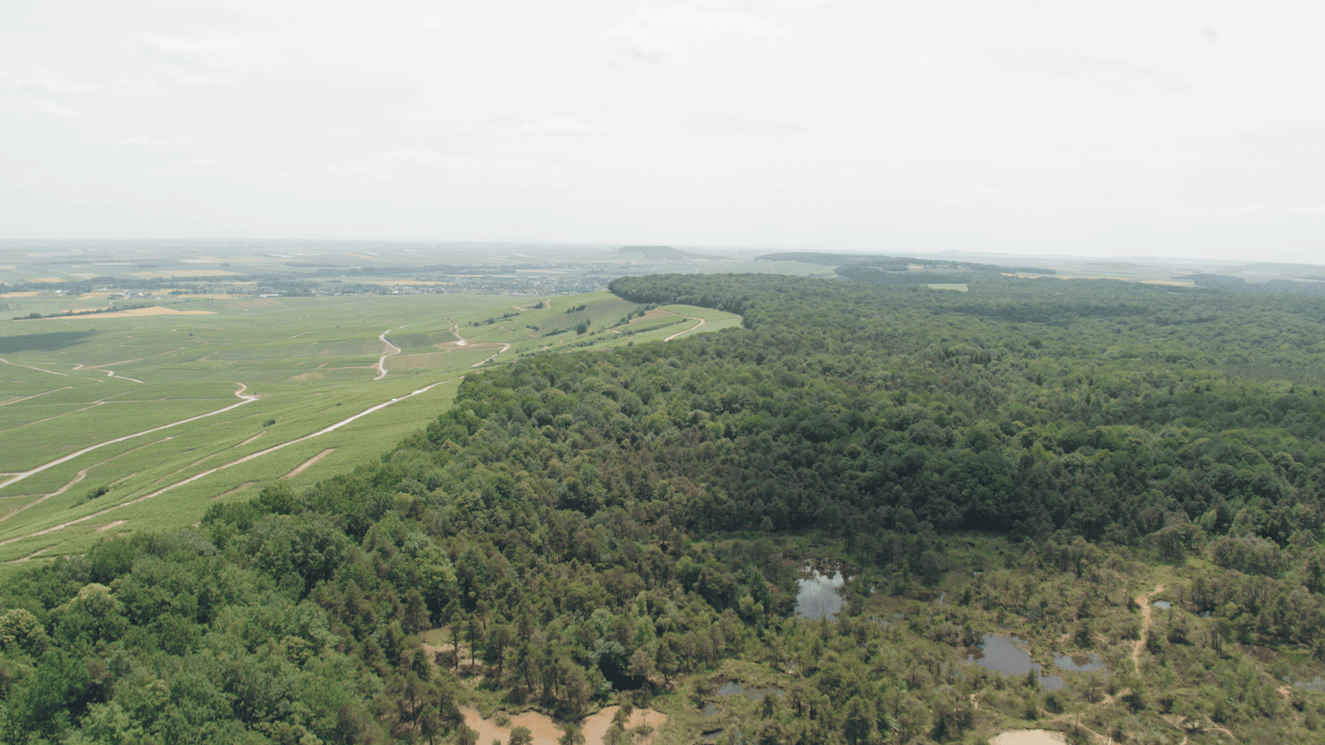 Les marais de St Gond crédit Bluemax