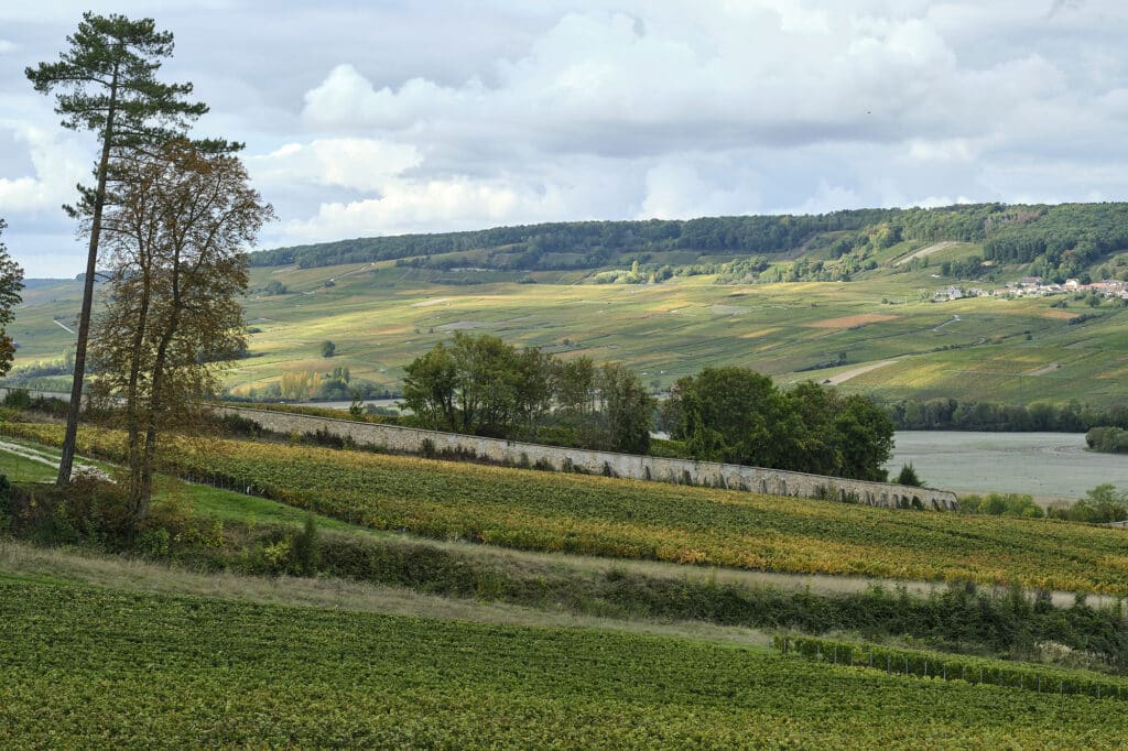 Vue d'un vignoble champenois en bord de Marne - Epernay Tourisme