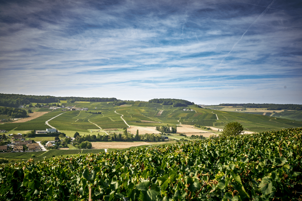 vignoble champenois avec un océan de vignes à Grauves